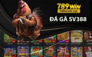 Đá gà sv388 sôi động tại 789win